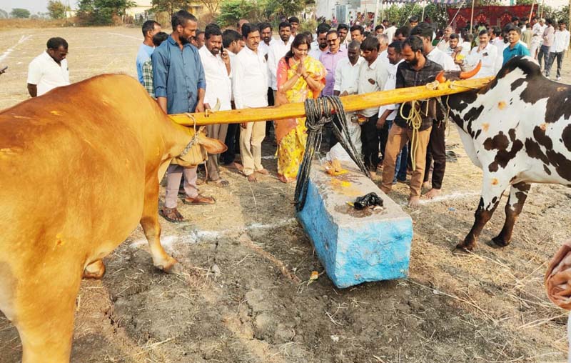 అల్వాలలో మహాశివరాత్రి బండలాగుడు పోటీలకు ఘన ప్రారంభం